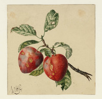 AA 085a
<br/>
Pruimen
<br/>
<em>Hekking, Willem (1796-1862)</em>
